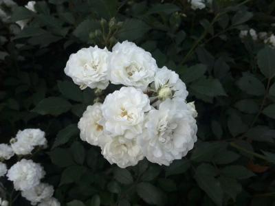 上升, 白玫瑰, 夏季, 温柔的玫瑰, 花瓣, 特写, 绿党