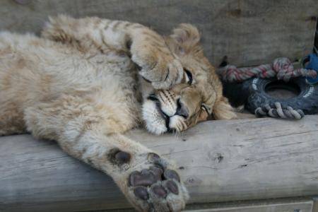 狮子, 动物, 猫, 睡眠, 可爱, 嬉戏, 休息