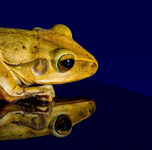 青蛙, 蟾蜍, 金色的眼睛, 头, 反思, 镜像