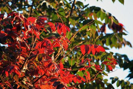 海角灰叶子, 树, 叶子, 红色, 新增功能, 更新, 秋天