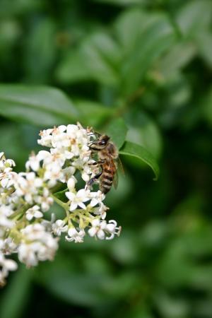 蜜蜂, 蜂蜜蜂, 昆虫, 开花, 绽放, 关闭, 花粉