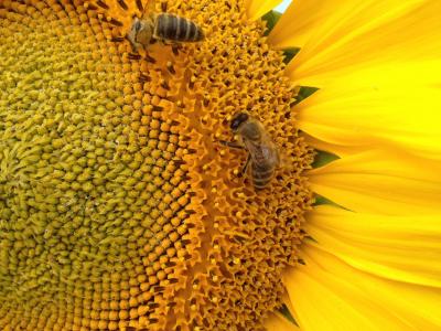 向日葵, 蜜蜂, 昆虫, 自然, 蜜蜂, 植物区系