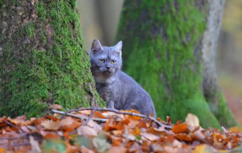 猫, 品种的猫, 蓝色, 森林, 叶子, 树, 自然
