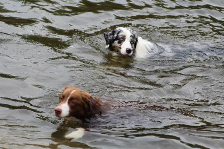 狗, 狗在水中, 游泳, 戏剧, 体育, 运动, 健康