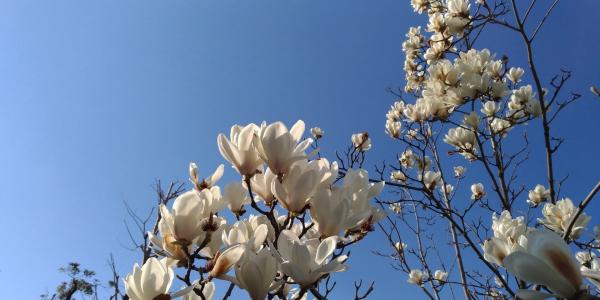 木兰, 白色的花, 春天, 自然, 花, 作物, 植物