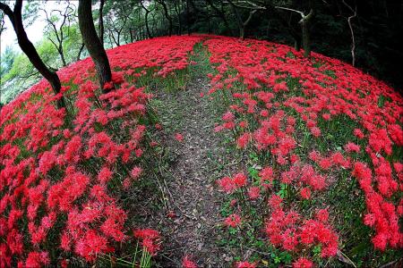 花, 自然, 花为, 山谷, 红色, seonunsa, 全-做