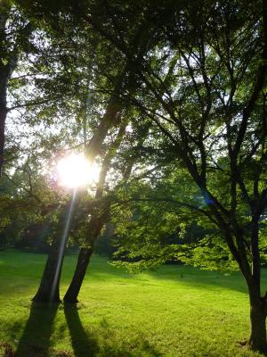 绿色, 索姆河战役, 公园, 迈瑙, 太阳, 树, 美丽