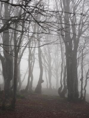 山毛榉木, 雾, 森林, 树木, 树干, 书, 有雾