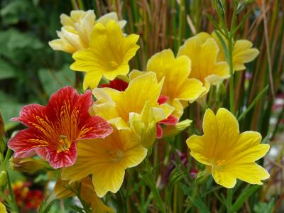 salpiglossis, 黄色, 红色, 花, 花香, 开花, 植物区系