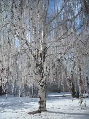 冰, 冬树, 景观, 自然, 树, 冰冷, 雪