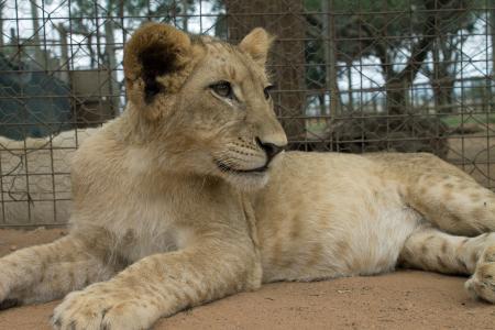 非洲, 野生动物, 狮子, 狮子-猫科动物, 动物, 未猫, 食肉动物