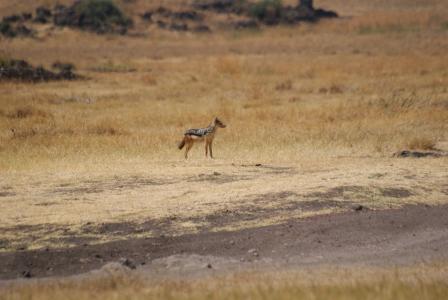 豺狗, 恩戈罗, 坦桑尼亚