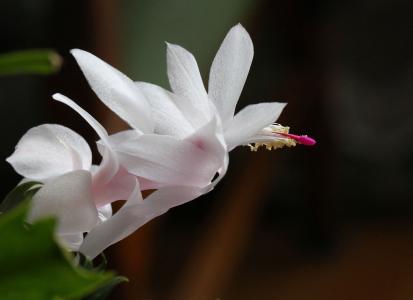 花室, zigokaktus, 十二月党人, 白色, 自然, 植物, 花