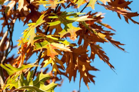 橡树叶, 秋天, 秋天, 自然, 10 月, 模式