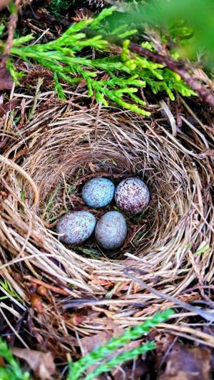 鸡蛋, 鸟类, 鸟巢, 春天, 自然, 野生动物