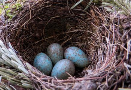 黑鹂, 鸟巢, 鸟巢, 鸡蛋, 鸟蛋, 蓝色, 孵化