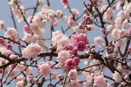 樱桃, 春天, 日本, 可爱, 花, 樱花, 开花
