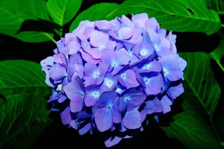 花, 绣球花, 花, 蓝色, 花序, 绣球花, 温室绣球