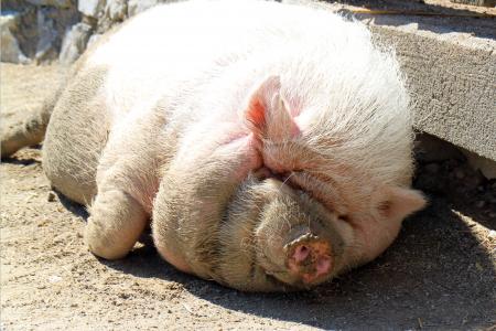 大肚猪, 猪, 打瞌睡, 厚厚, 放松, 太阳, 弛豫
