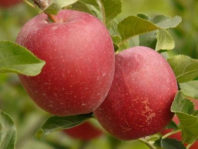 苹果, 水果, 吃, 自然, 健康, 红色, 人工林