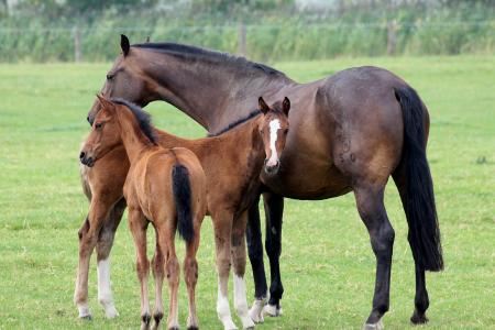 小马驹, 马, 动物, 牧场, 哺乳动物, 年轻的动物, 母马