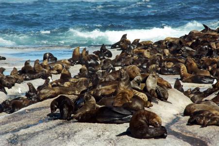 海狮, 南非, 海岸, 殖民地, 鳍, 海洋, 海洋动物