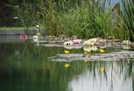 泳池, bioteich, 池塘, 水玫瑰, 水生植物, 湖水上涨, 开花
