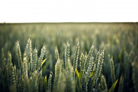 小麦, 麦田, 收获, 作物, 字段, 粮食, 农村