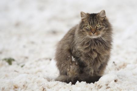 猫, tomcat, 雪, 白色, 灰色, 家猫, 宠物