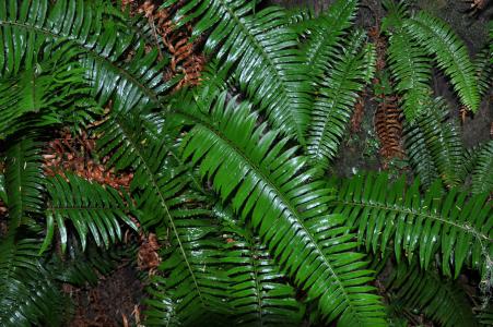 蕨类植物, 雨林, 植物区系