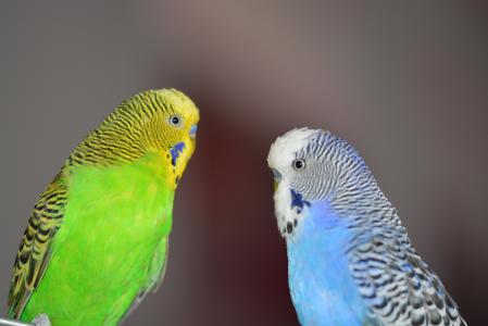 budgerigars, 蓝色, 鸟, 鹦鹉, 宠物, 动物世界, 鸟类