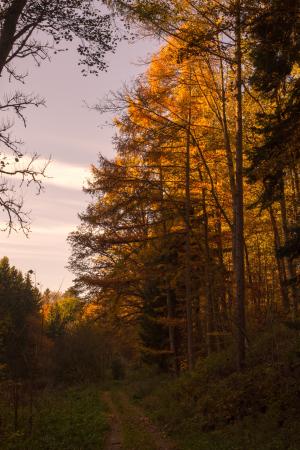 秋天, 森林, 叶子, 太阳, 回光, 树木, 自然