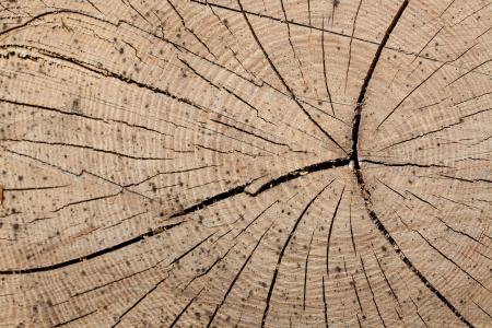 木材, 树干, 戒指, 树, 林业, 木材, 木材-材料
