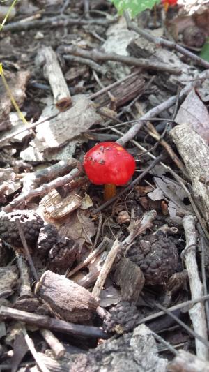 蘑菇, 红色, 自然, 真菌, 帽, 颜色, 橙色