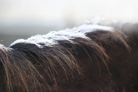 马, 鬃毛, 白霜, 冻结, 冬天, 感冒, 纯种阿拉伯