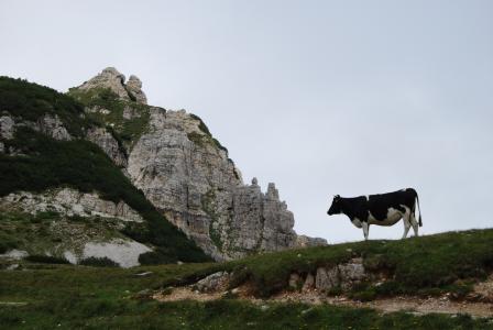 母牛, 山, 岩石