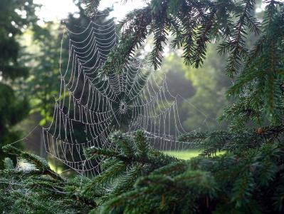 蜘蛛网, 网络, 蜘蛛, 露水, 露珠, 清晨的露水, morgentau