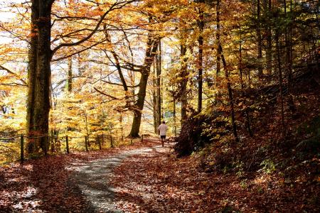 秋天, 走了, 森林, 树木, 慢跑者, 运行, 自然
