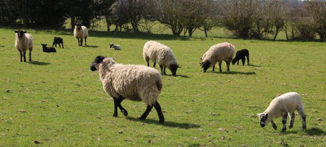 羊, 羔羊, 字段, 农场, 农业, 羊毛, 牲畜