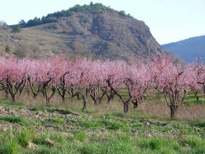 景观, 自然, 果园, 春天, 开花, 高级普罗旺斯, 树粉红色