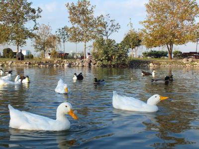 自然, 池塘, 动物, 鸭, 休息的地方, 和平