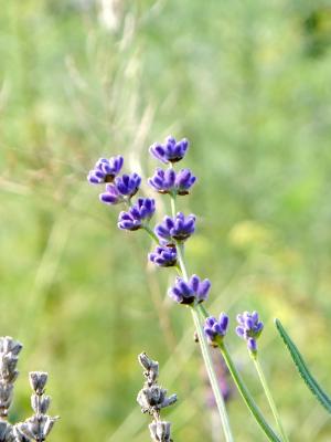 熏衣草, 花, 紫色, 植物, 自然