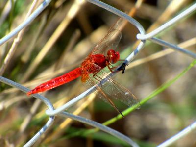 蜻蜓, 昆虫, 红色, 栅栏, 动物, 自然, 野生动物