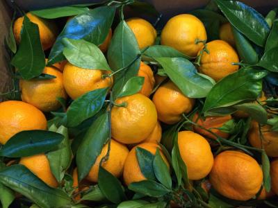 橘子, 水果, 柑橘, 健康, 有机, 成熟, 农业