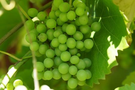 绿色的葡萄, 葡萄酒, 葡萄种植, 葡萄树, 宏观, 藤叶