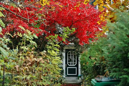 树, 秋天, 门, 秋天的色彩