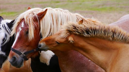 马, 马, 冷血的动物, 两个, 小马驹, 动物, 棕色