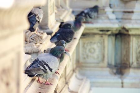 鸽子, 喷泉, 意大利, 广场, 锡耶纳