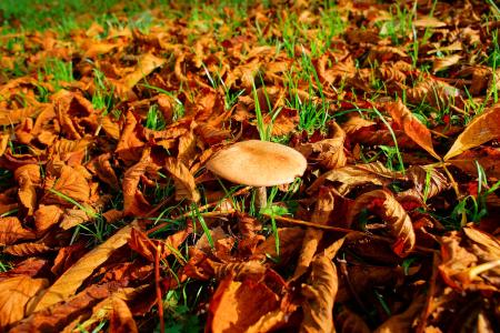 秋天, 叶子, 蘑菇, 自然, 多彩, 彩色, 美丽