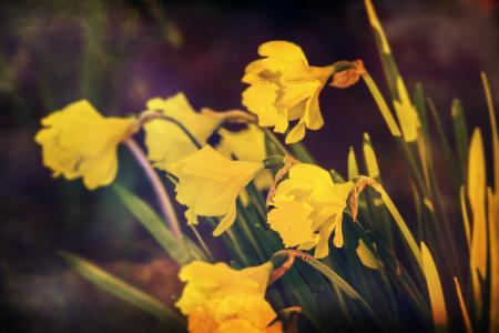 水仙花, 黄色, 花, 春天, 自然